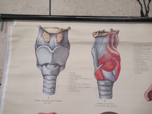 Lot 30 - A mid-20th century German anatomy chart and...