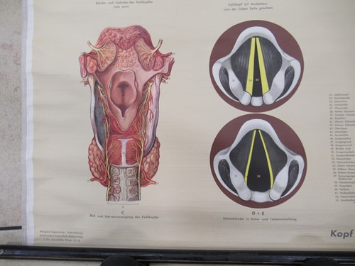 Lot 30 - A mid-20th century German anatomy chart and...