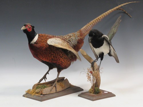 Lot 161 - Taxidermy, a modern full mount pheasant, a...