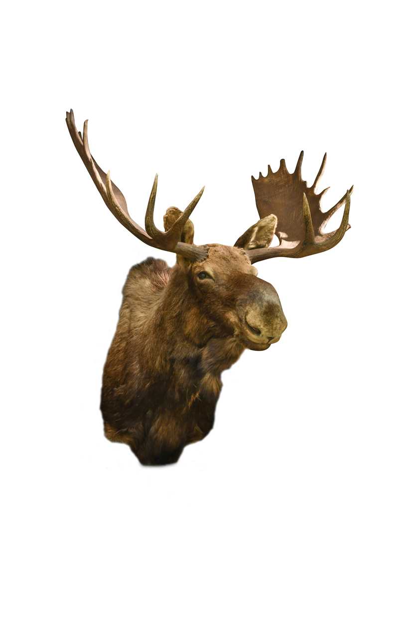 Lot 902 - Taxidermy, a Canadian bull moose (alces alces) neck mount