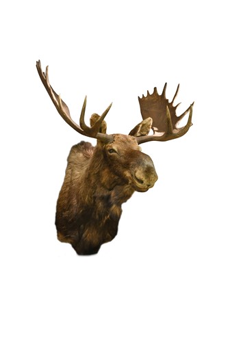 Lot 902 - Taxidermy, a Canadian bull moose (alces alces) neck mount
