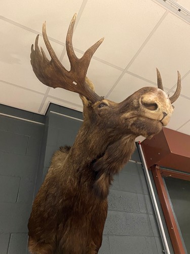 Lot 902 - Taxidermy, a Canadian bull moose (alces alces) neck mount