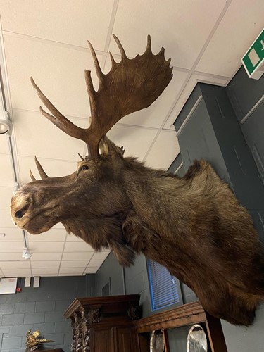 Lot 902 - Taxidermy, a Canadian bull moose (alces alces) neck mount