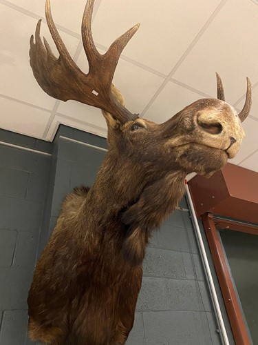 Lot 902 - Taxidermy, a Canadian bull moose (alces alces) neck mount