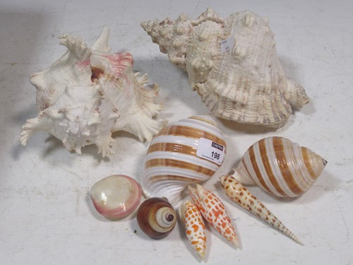 Lot 198 - A collection of shells including a conch shell