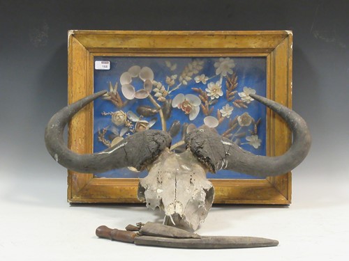 Lot 152 - A buffalo skull with horns (A/F) a camera body...