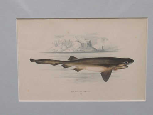 Lot 393 - Four naturalist studies of fish; to include,...