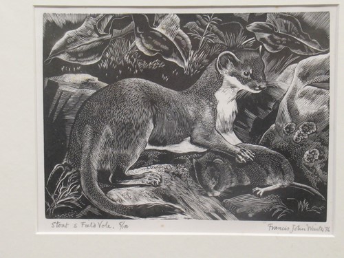 Lot 364 - John Winter (1901-1996), Stoat & Field Vole,...