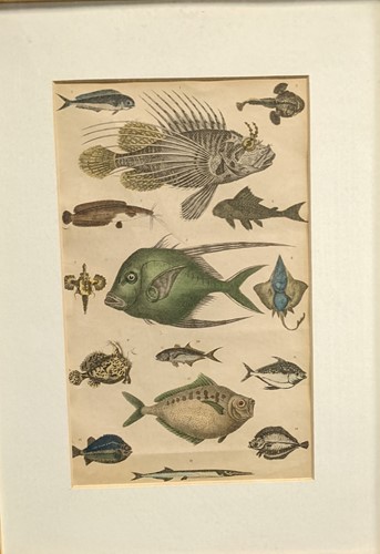 Lot 573 - A collection of three naturalistic prints; to...
