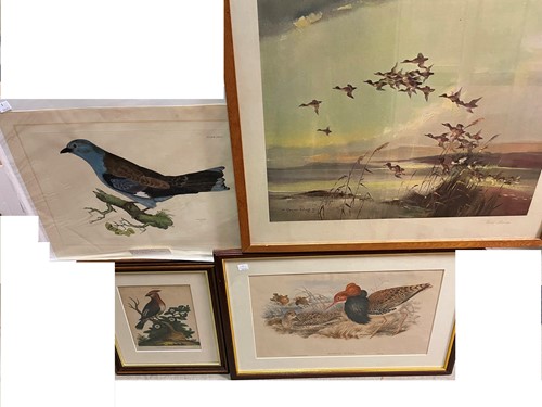 Lot 33 - Bird subjects. Prideaux J Selby - Roller Pit...