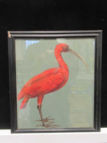 Lot 503 - Study of a red ibis, possibly by Michael...
