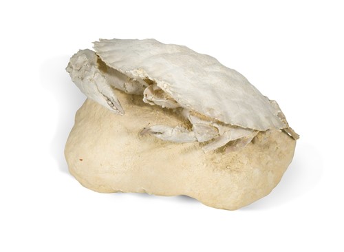 Lot 491 - A fossilised crab, Harpactocacinus punctatus, Eocene period
