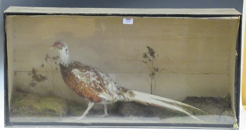 Lot 171 - A taxidermy white pheasant