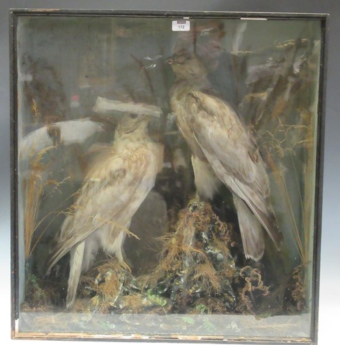 Lot 172 - A pair of taxidermy buzzards (faded)