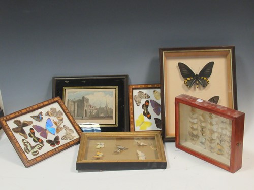 Lot 52 - Five frames of butterflies and moths, etc