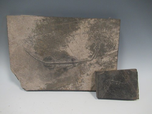 Lot 163 - 2 Chinese fossils - dinosaur, largest 14.5 x 21cm