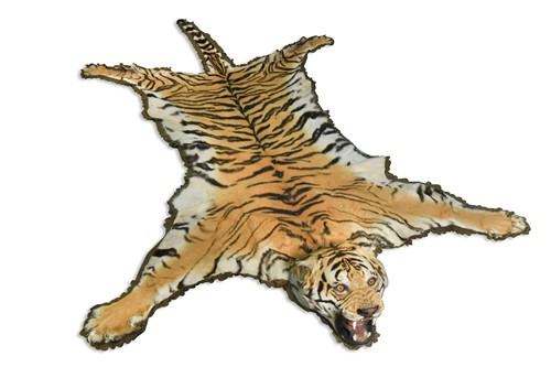 Lot 162 - A large Indian Tiger skin rug (Panthera tigris tigris), circa 1930