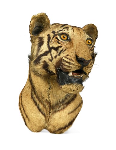 Lot 164 - An Indian Tiger head (Panthera tigris tigris), early 20th century