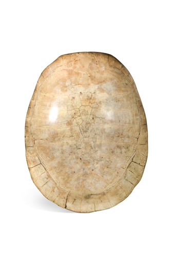 Lot 600 - An unworked South American River Turtle or Arrau (Podocnemis expansa) Turtle shell, 19th century