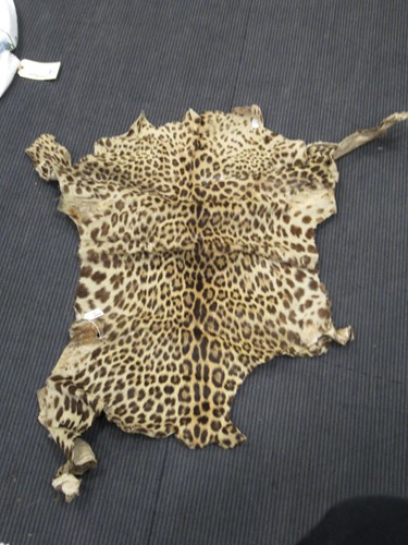 Lot 172 - A Leopard skin by Rowland Ward, stamped