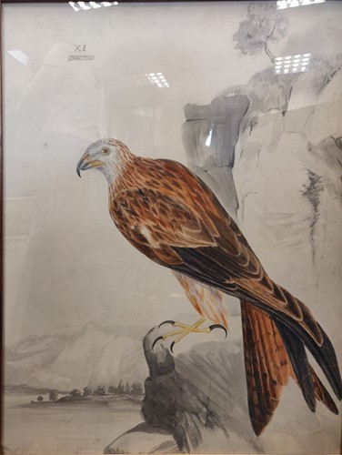 Lot 341 - Red Kite (Falco Milvus) watercolour 74 x 58cm;...