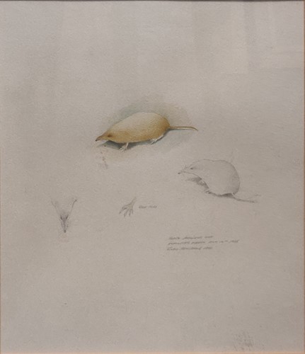 Lot 260 - Robin Armstrong (1947-) Shrew Study signed and...