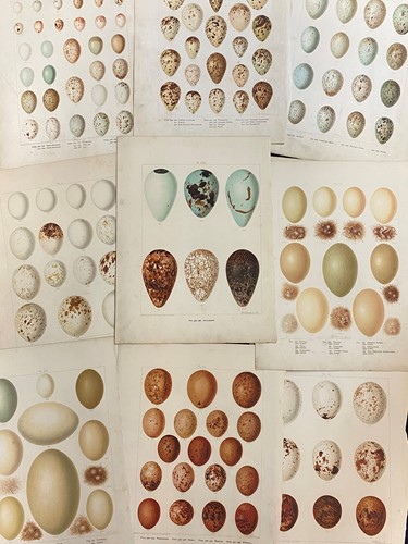 Lot 378 - Collection of loose natural history...