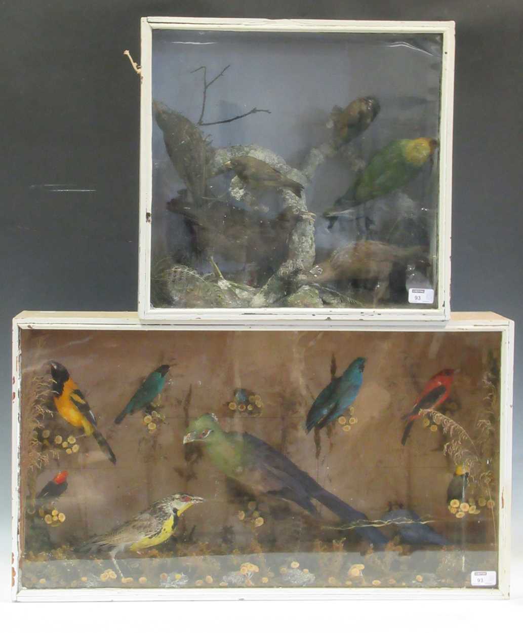 Lot 93 - Two taxidermy cases of exotic birds, 43 x 76cm...