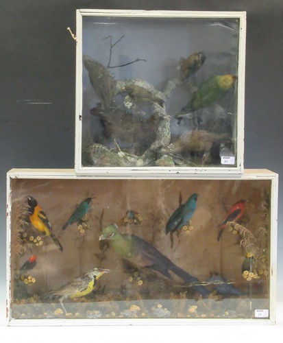 Lot 93 - Two taxidermy cases of exotic birds, 43 x 76cm...