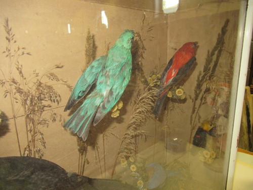 Lot 93 - Two taxidermy cases of exotic birds, 43 x 76cm...