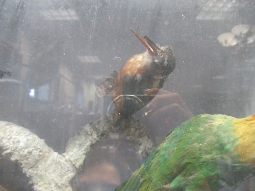 Lot 93 - Two taxidermy cases of exotic birds, 43 x 76cm...