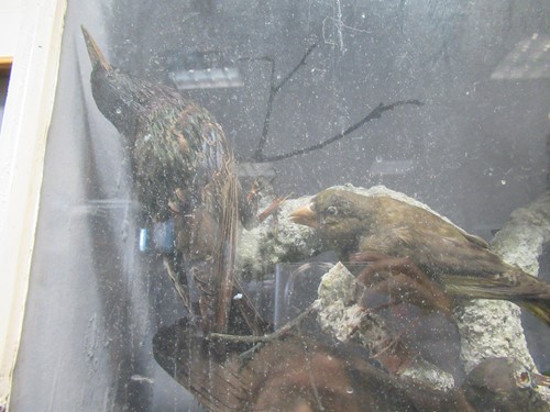 Lot 93 - Two taxidermy cases of exotic birds, 43 x 76cm...