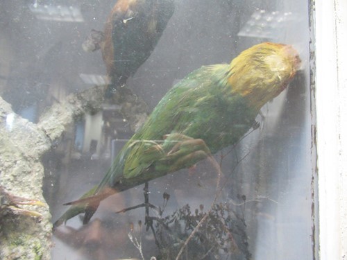 Lot 93 - Two taxidermy cases of exotic birds, 43 x 76cm...