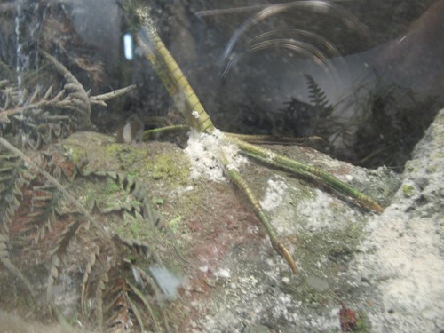 Lot 93 - Two taxidermy cases of exotic birds, 43 x 76cm...