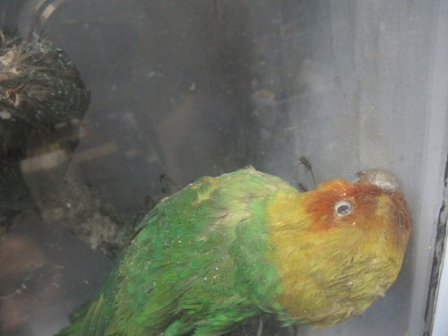 Lot 93 - Two taxidermy cases of exotic birds, 43 x 76cm...