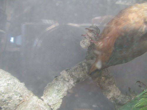 Lot 93 - Two taxidermy cases of exotic birds, 43 x 76cm...