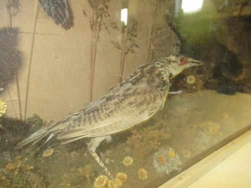 Lot 93 - Two taxidermy cases of exotic birds, 43 x 76cm...