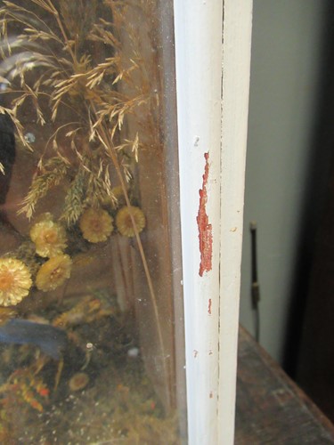 Lot 93 - Two taxidermy cases of exotic birds, 43 x 76cm...