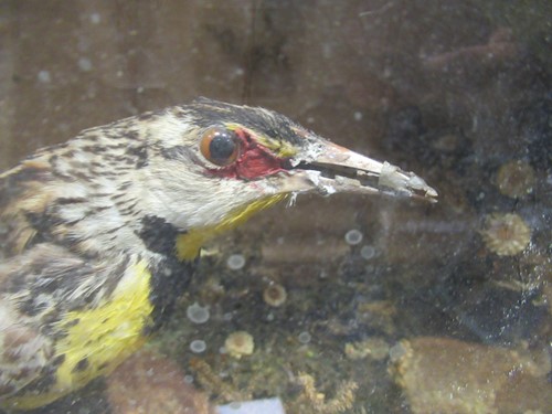 Lot 93 - Two taxidermy cases of exotic birds, 43 x 76cm...