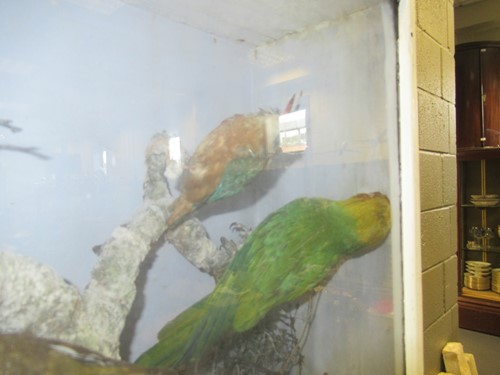 Lot 93 - Two taxidermy cases of exotic birds, 43 x 76cm...