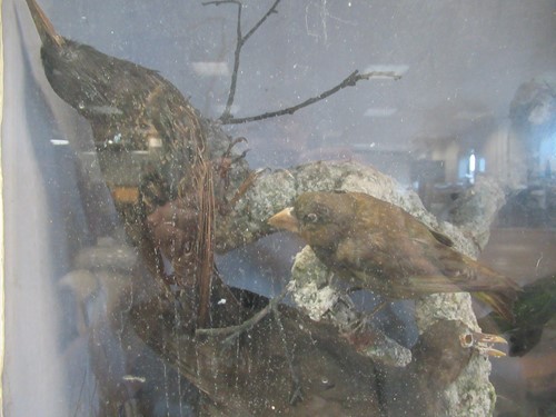 Lot 93 - Two taxidermy cases of exotic birds, 43 x 76cm...