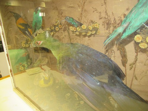 Lot 93 - Two taxidermy cases of exotic birds, 43 x 76cm...