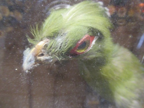 Lot 93 - Two taxidermy cases of exotic birds, 43 x 76cm...