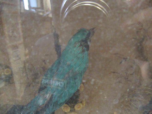 Lot 93 - Two taxidermy cases of exotic birds, 43 x 76cm...