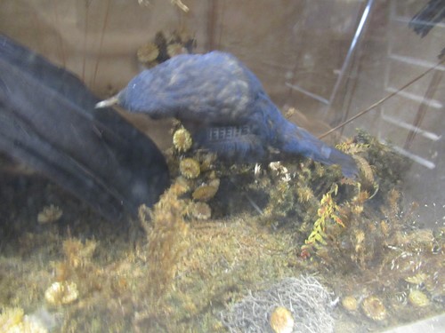 Lot 93 - Two taxidermy cases of exotic birds, 43 x 76cm...