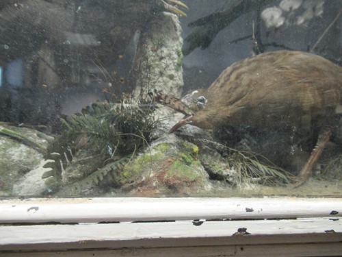 Lot 93 - Two taxidermy cases of exotic birds, 43 x 76cm...