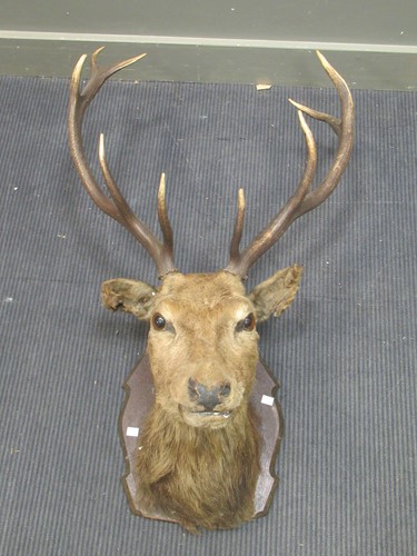 Lot 480 - A nine point stags head, 96 x 57cm