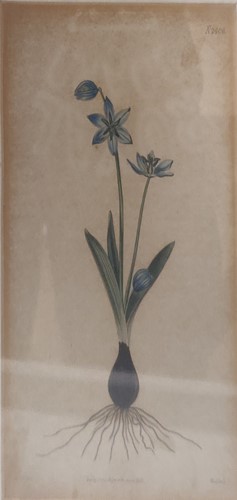 Lot 330 - A collection of four botanical prints, largest...