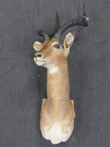 Lot 126 - A taxidermy head of a gazelle, 100cm high