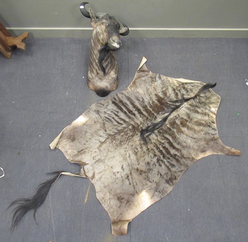 Lot 125 - The taxidermy head of a wildebeest together...